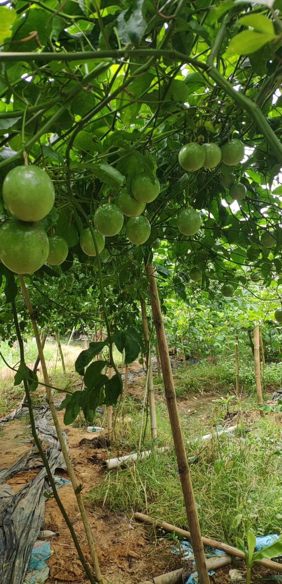 黄金百香果芭乐味黄金百香果鸡蛋果西番莲纯甜不酸长期大量供