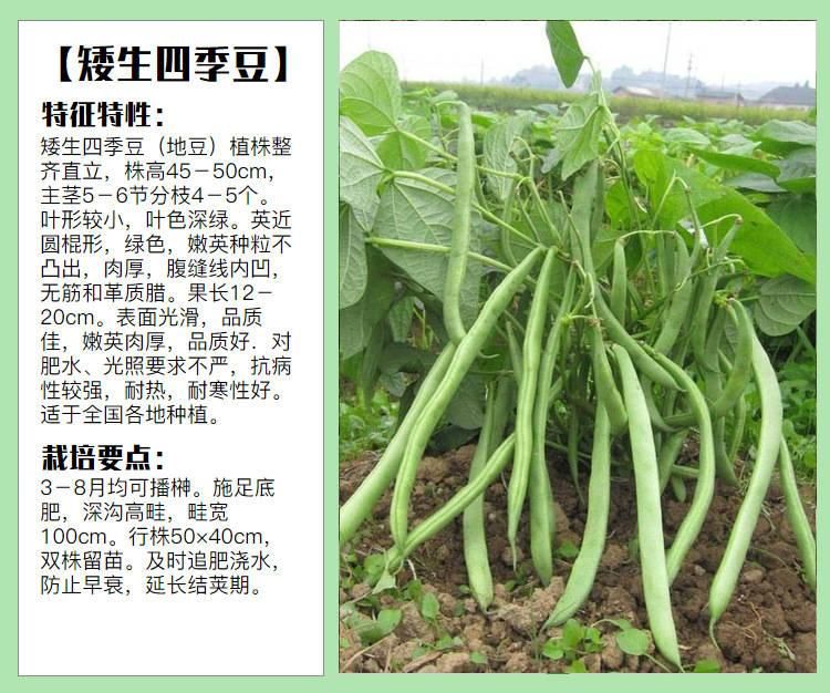 豆角种子无架早熟地豆种子四季豆种子矮生不用搭架可盆栽蔬菜种