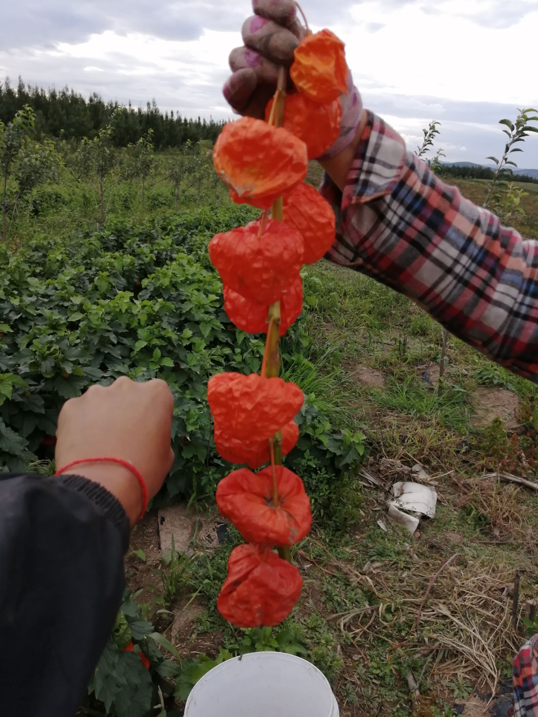 红姑娘 药食同源