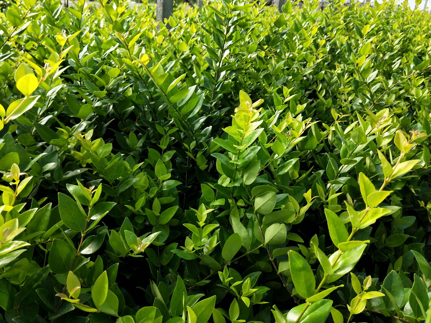 金森女贞 女贞 绿化苗木 花卉苗木 杯苗 观叶植物 行道用
