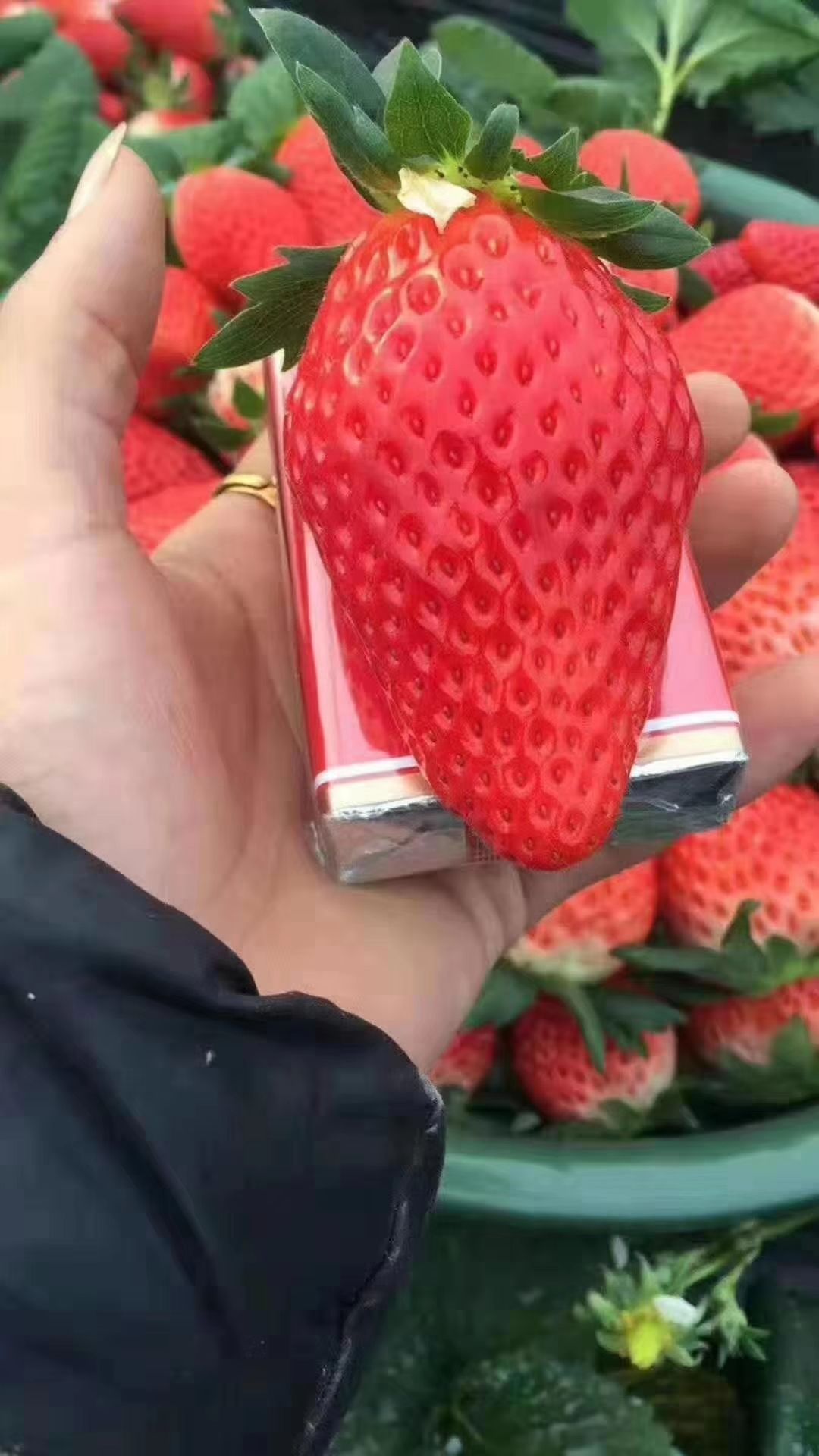 天仙醉草莓苗基地批发