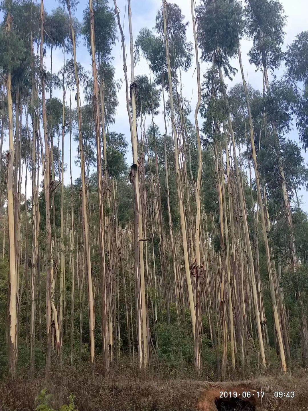买卖 蓝桉树