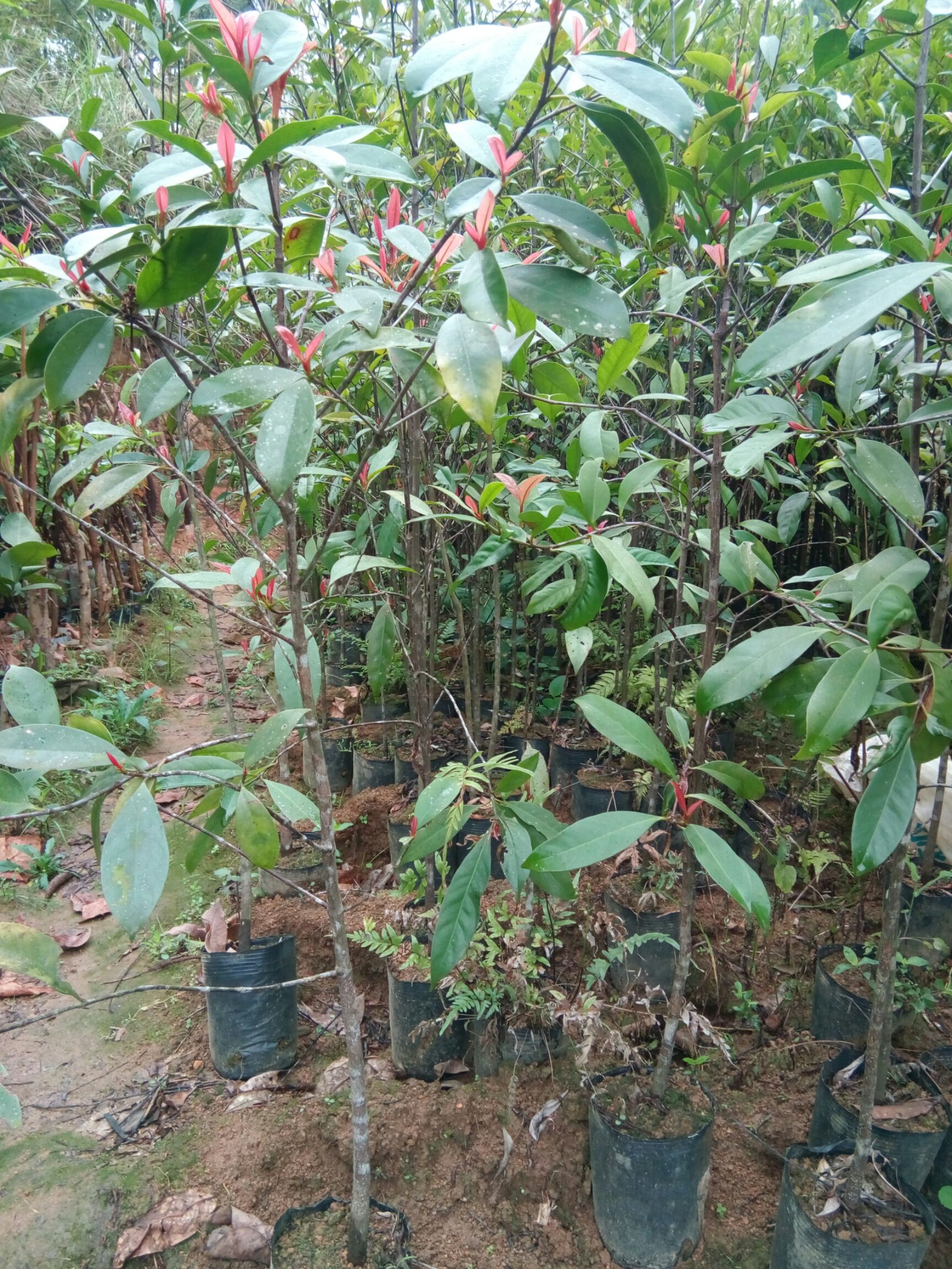 山竹树苗岭南山竹树型优美岭南佳果带营养杯发货包邮
