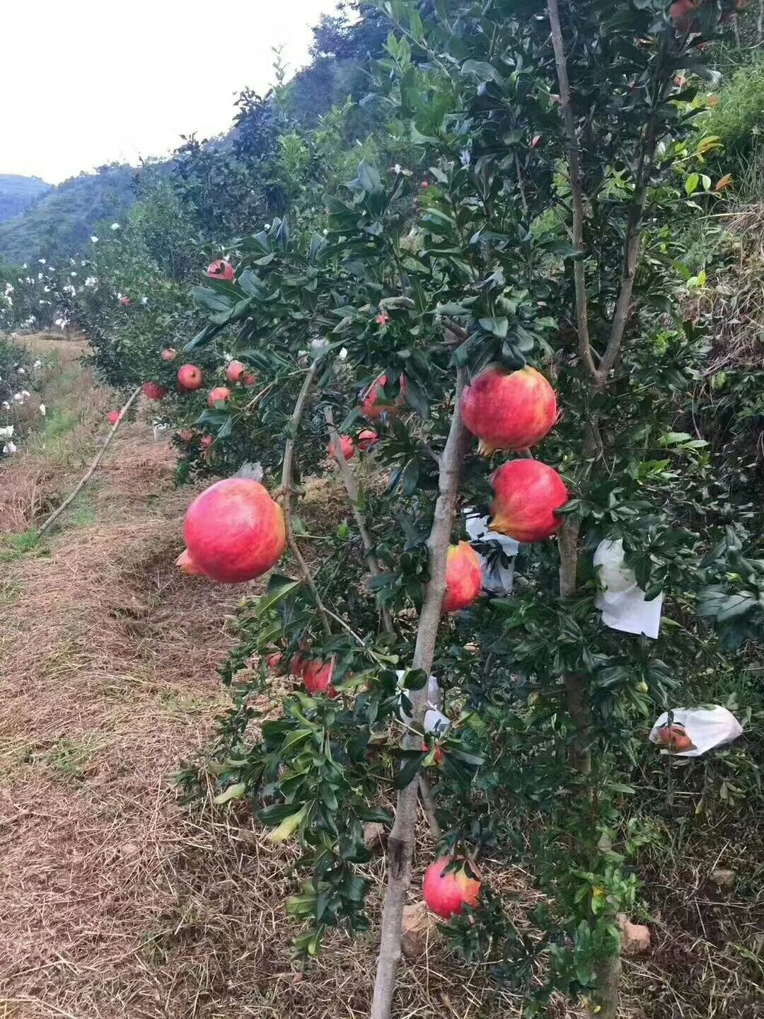 黑籽石榴树苗 限量销售黑珍珠软籽甜石榴苗