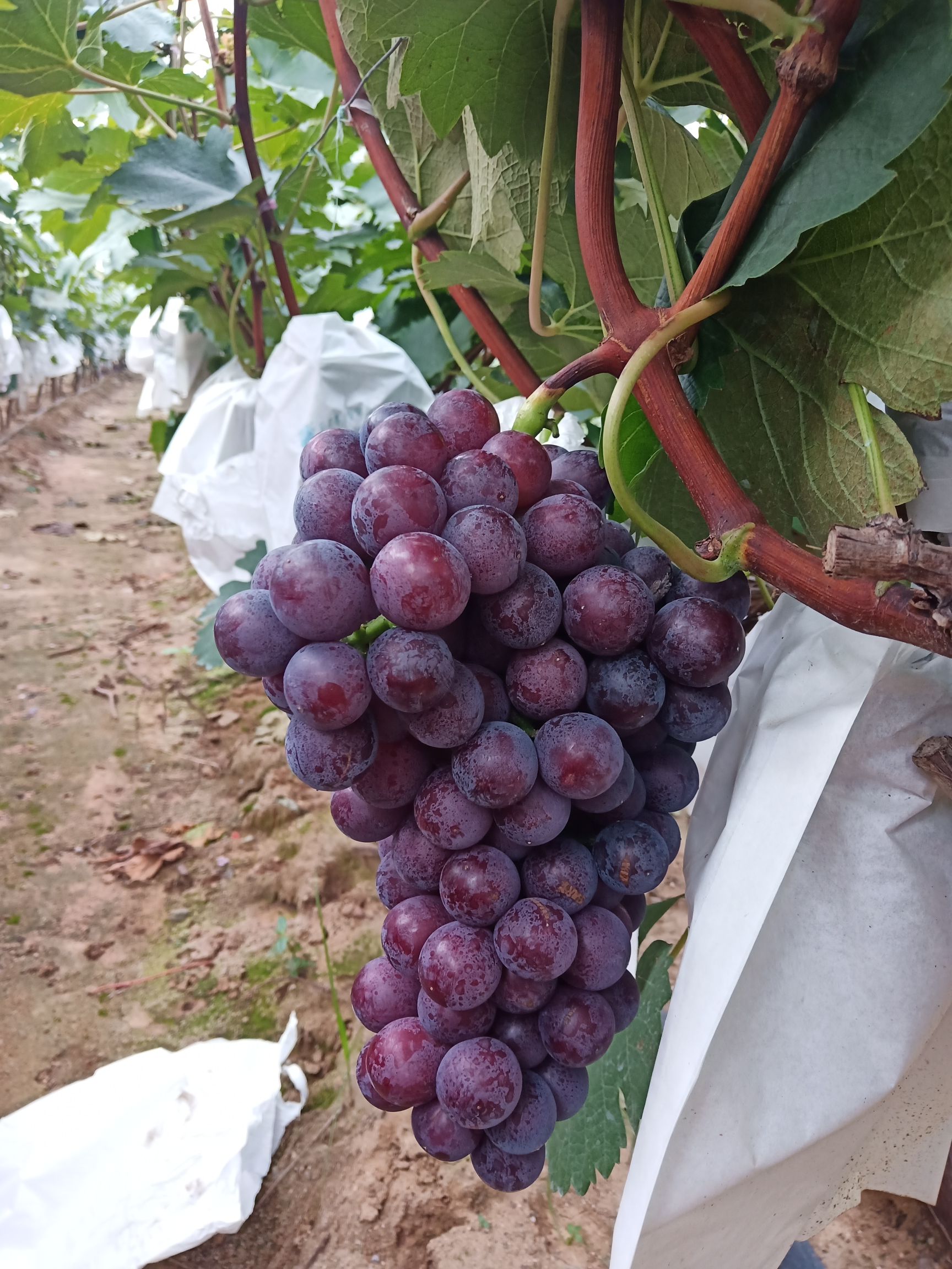 夏黑葡萄 夏黑大量上市