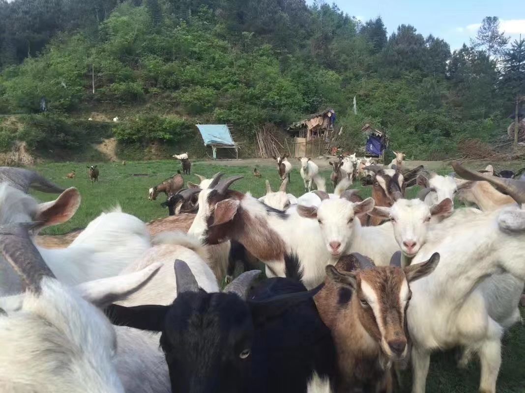 湖南湘西本地山羊