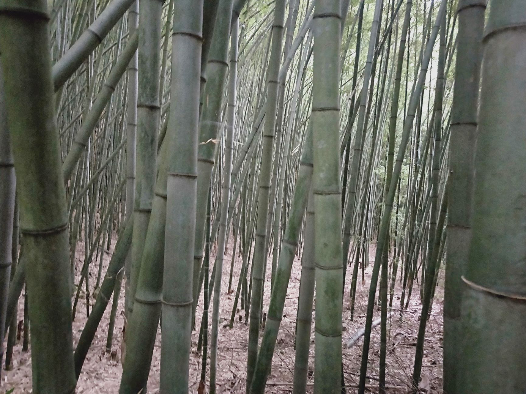 云南文山广南县 金竹