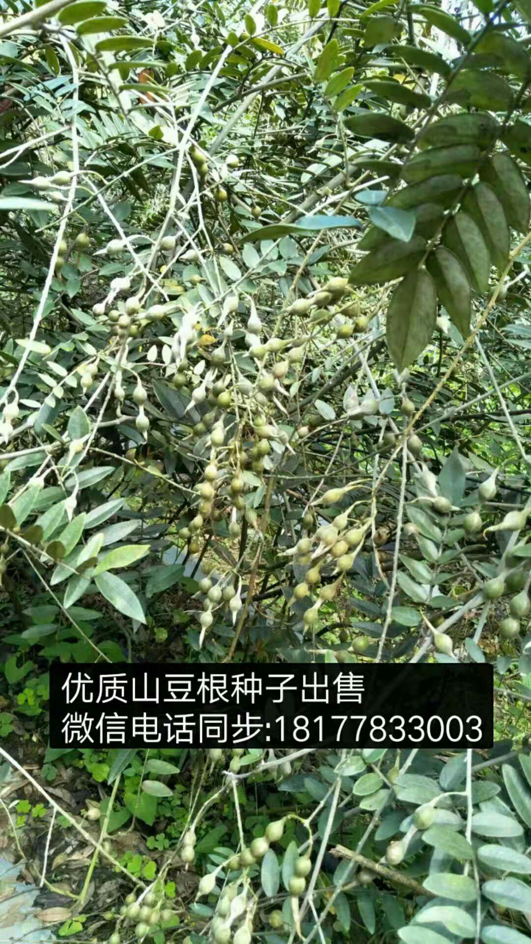 山豆根苗 优质种子,发芽率高,一斤高达1900粒左右