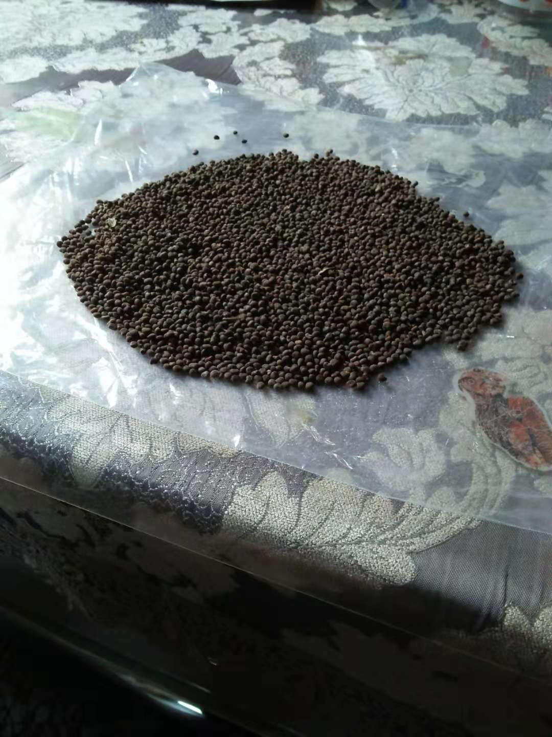 金花茶种子