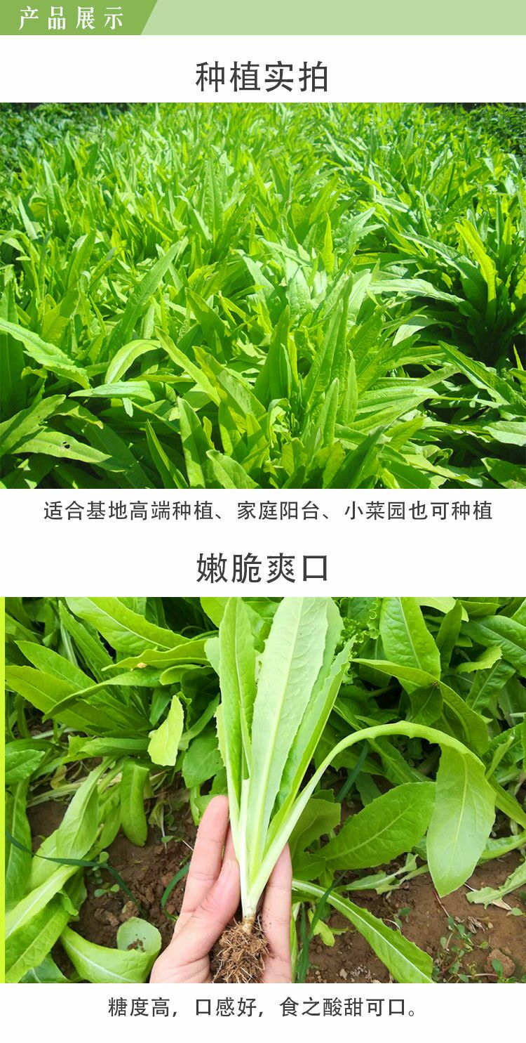 油麦菜种子 无斑香油麦种子 品质佳 口感甜脆 产量高抗病强 四季种植