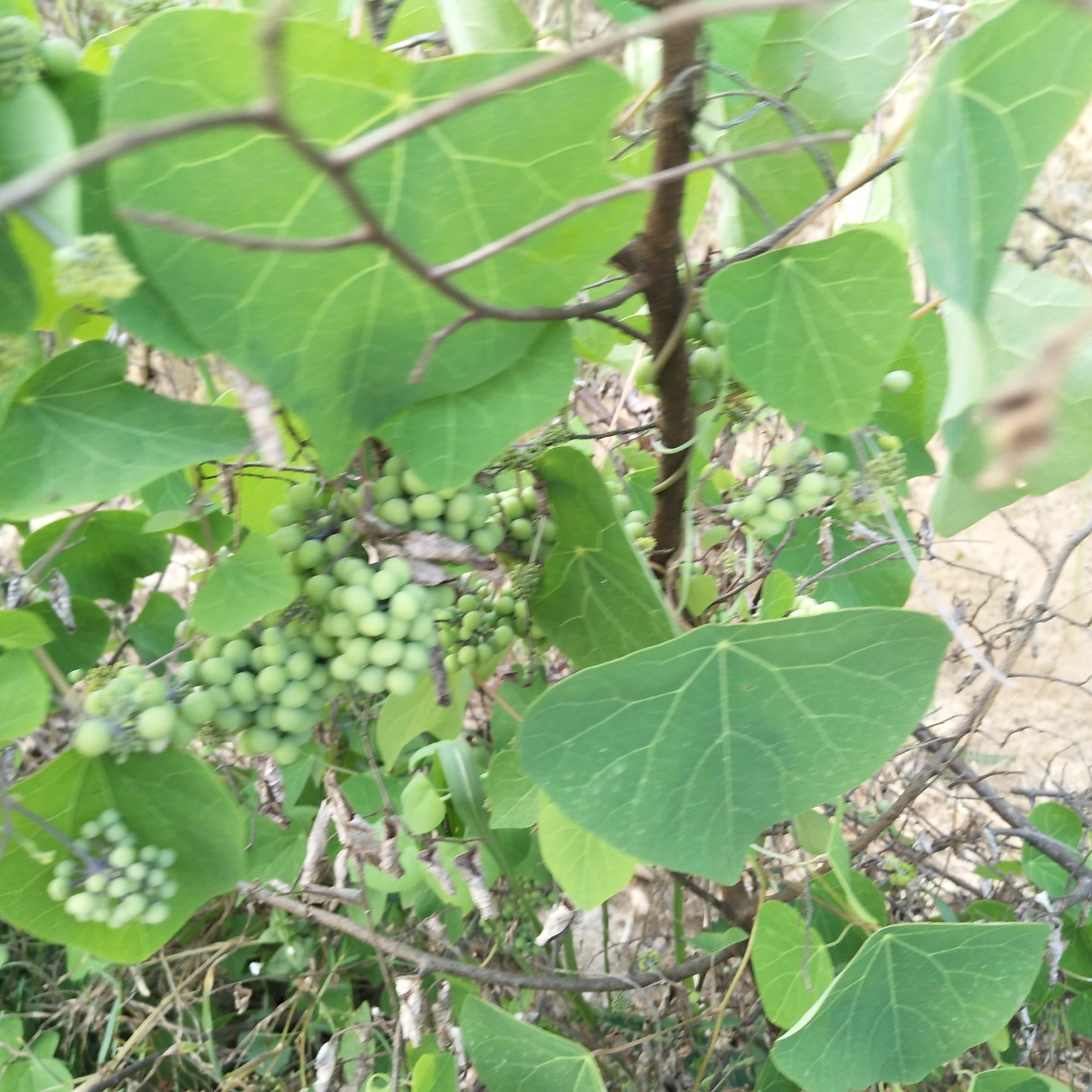 防己种子 江西粉防己种苗