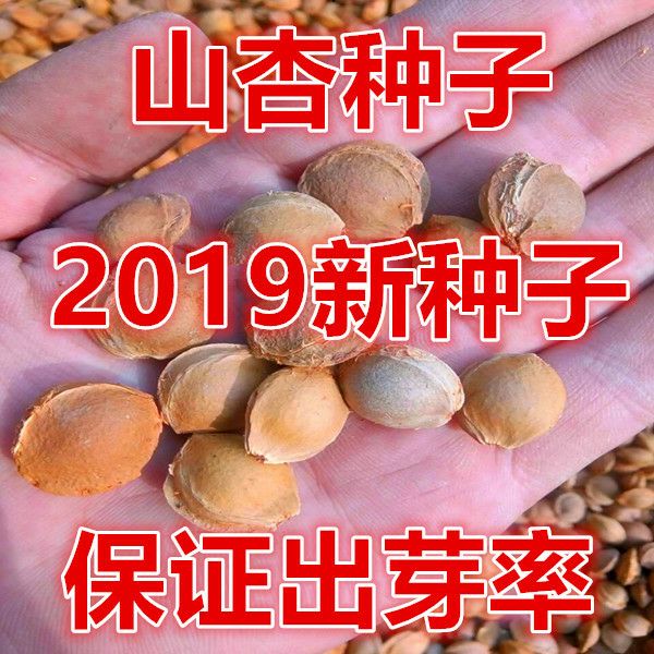 桃树种子 山桃种子 毛桃种子 山杏种子 碧桃种子 2019新采种子包邮