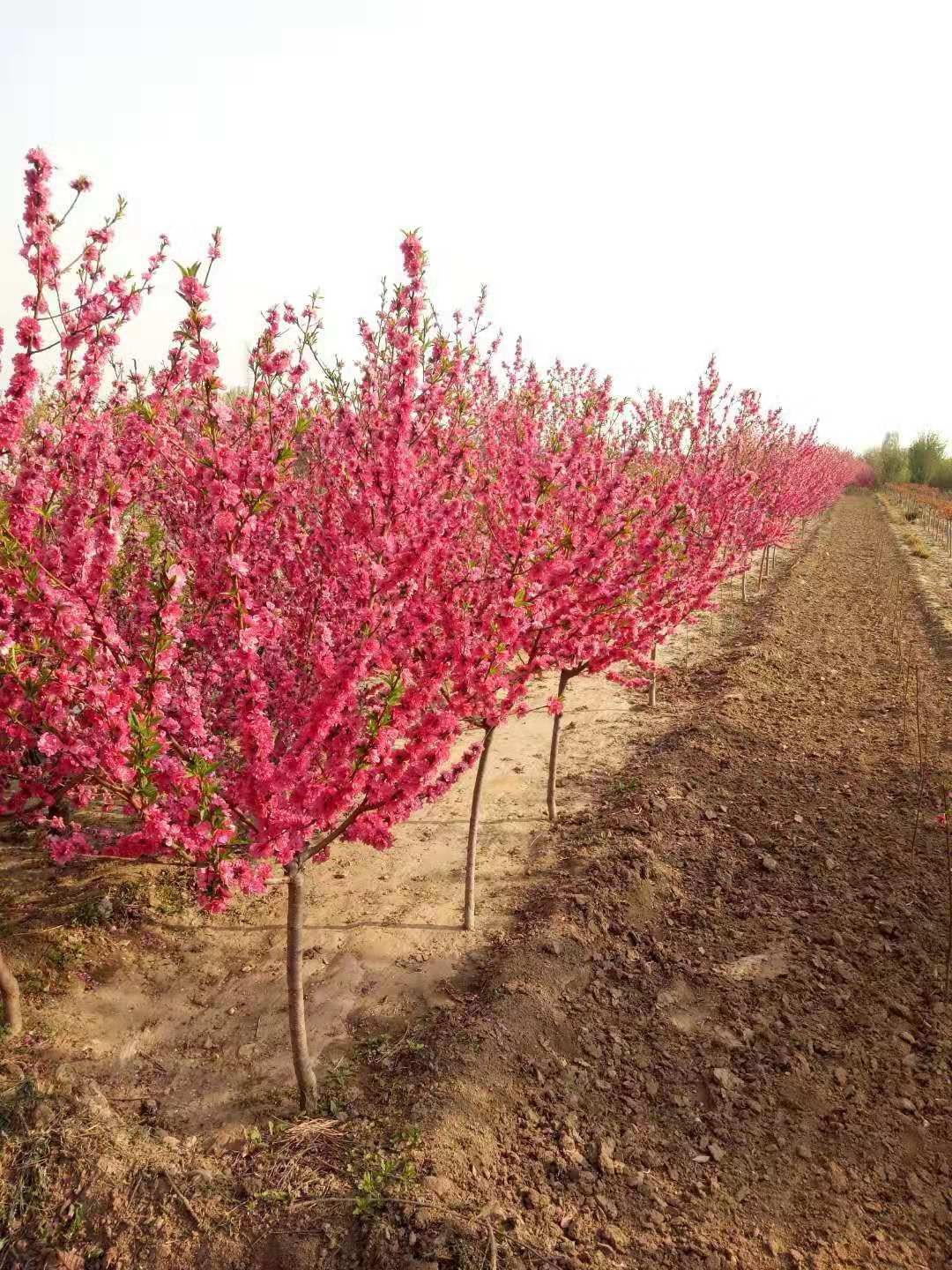 满天红碧桃苗 泰安碧桃基地直销红花碧桃,8公分满天红碧桃