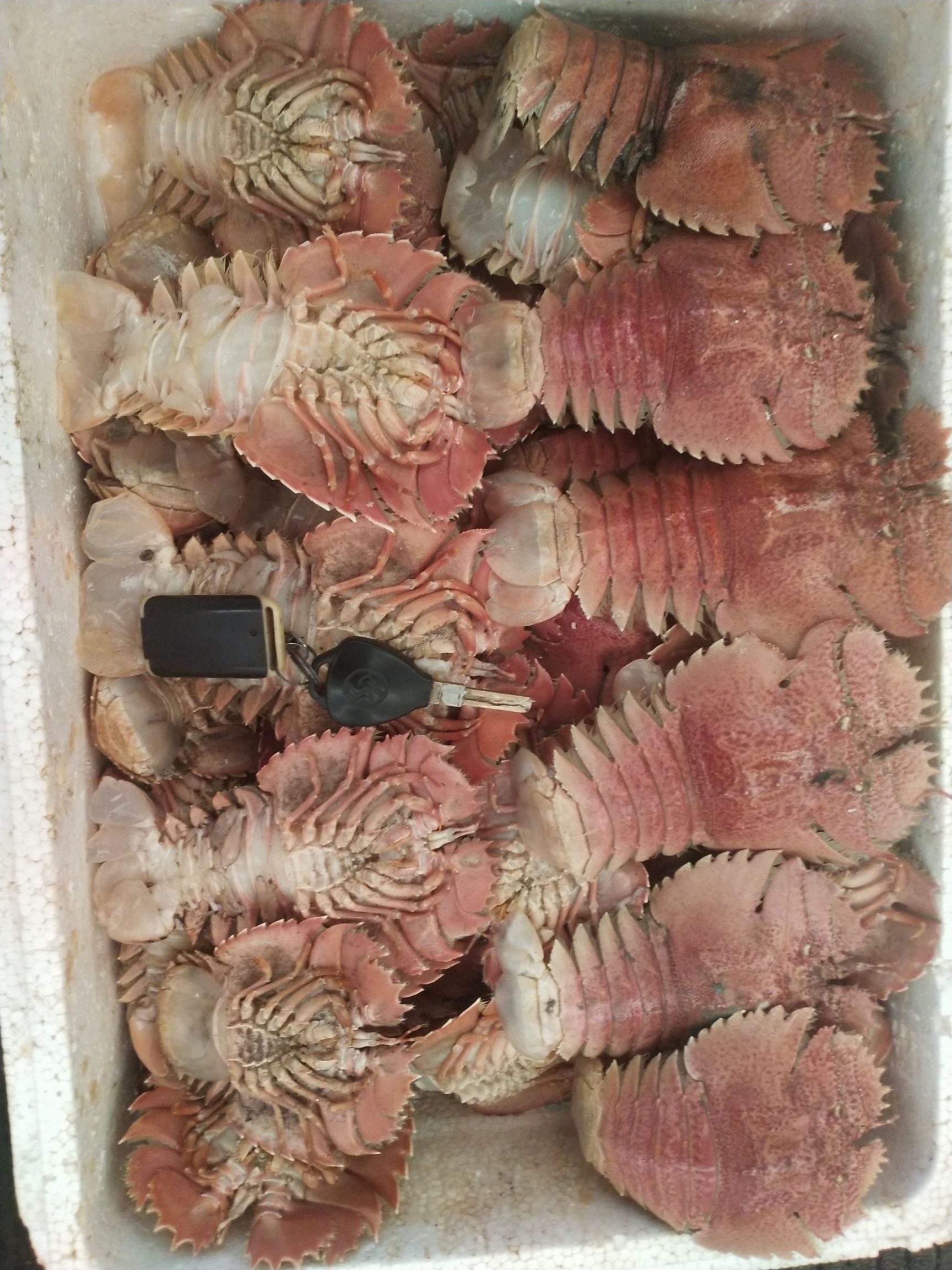 东海鳌虾 台州琵琶虾