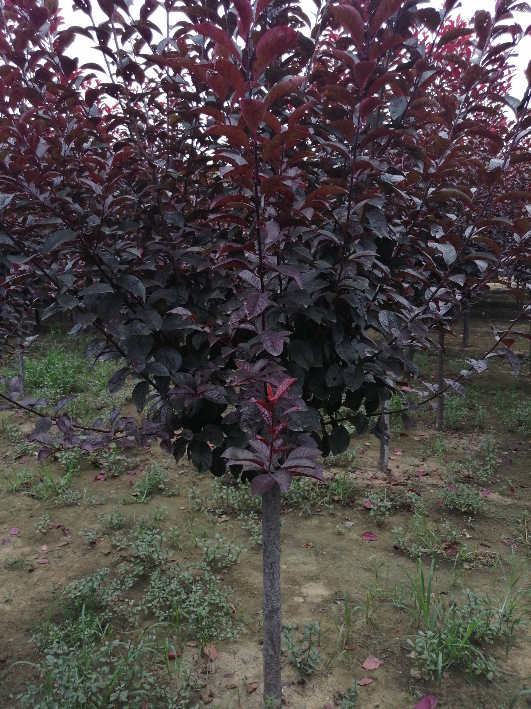 红叶李也叫太阳李树型优美漂亮适合各种环境种植