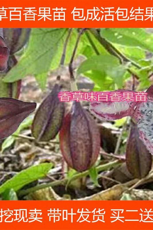 香草百香果苗新品种甜蜜蜜百香果苗盆栽地栽树苗四季可种植