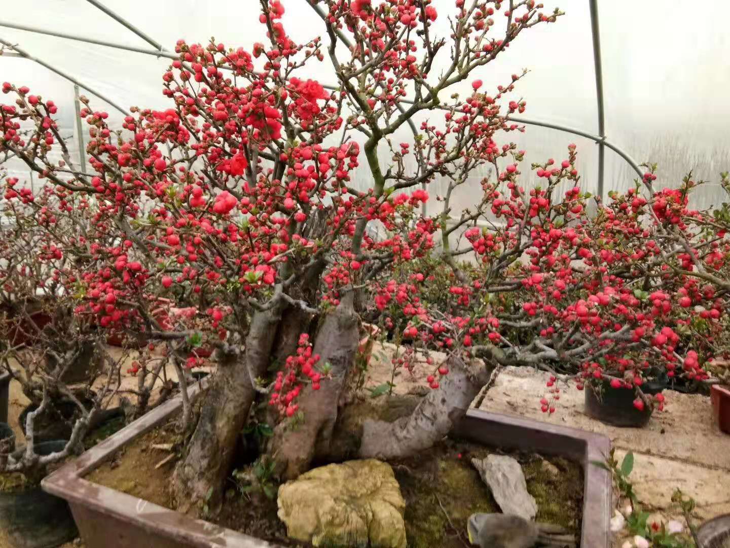 造型海棠 长寿冠海棠,造型苗盆栽苗