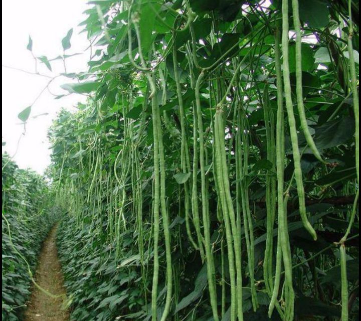 长豇豆 自己家地里的30多亩现在已经部分成熟可以来地里参考