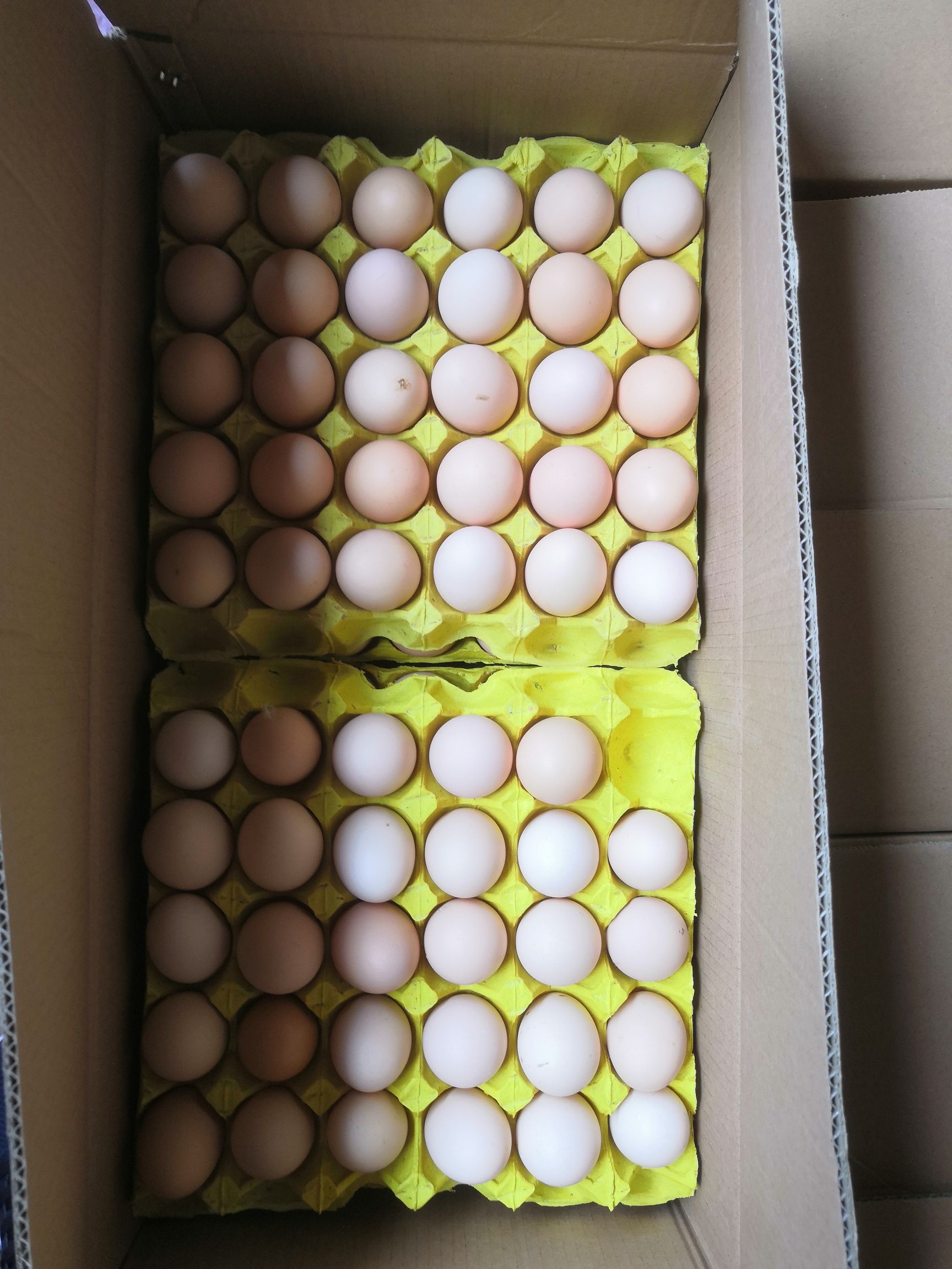 土鸡蛋 品种花凤 新阳黑 海兰灰 大午金凤 粉八粉六 农五所有规格