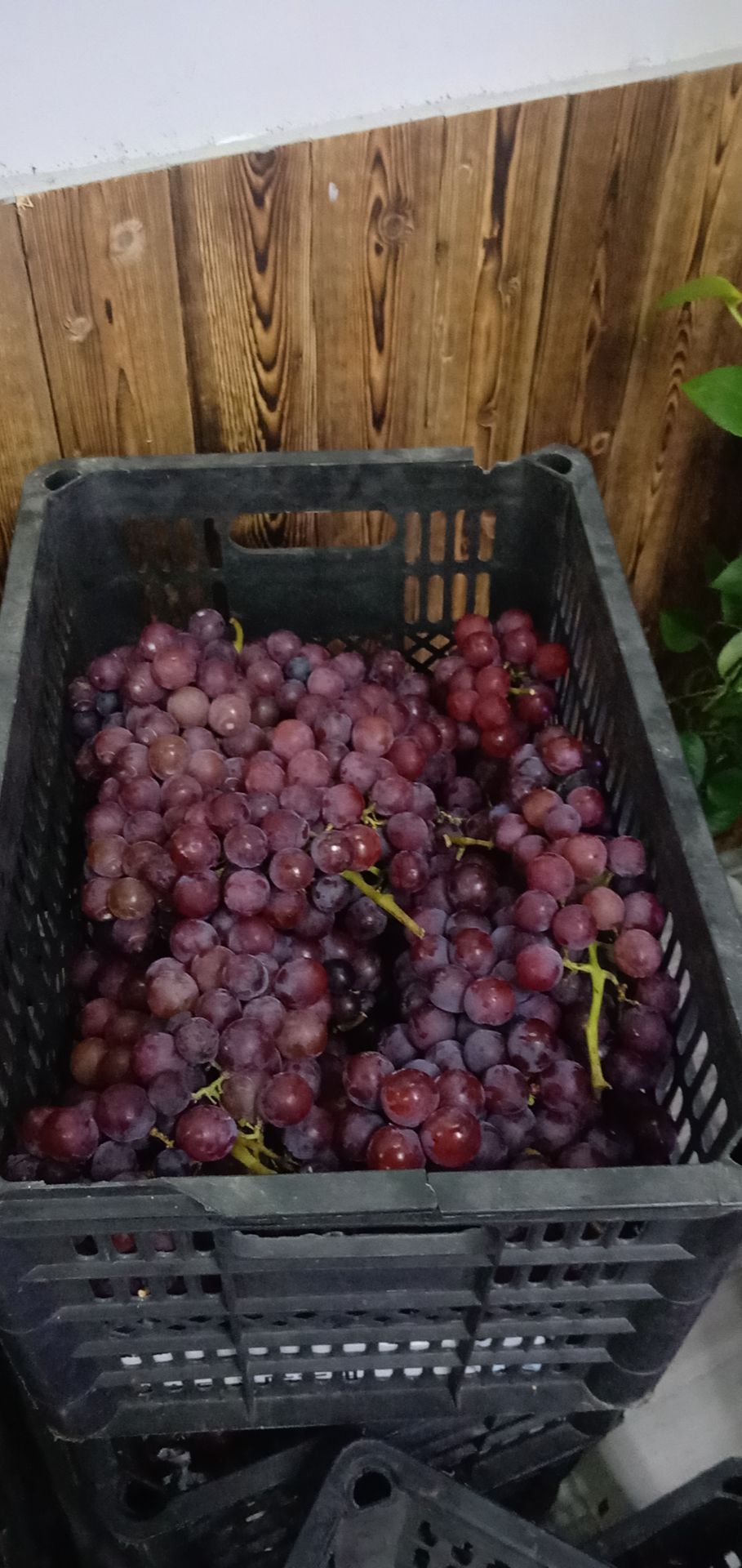 供应饮料加工厂无籽夏黑葡萄