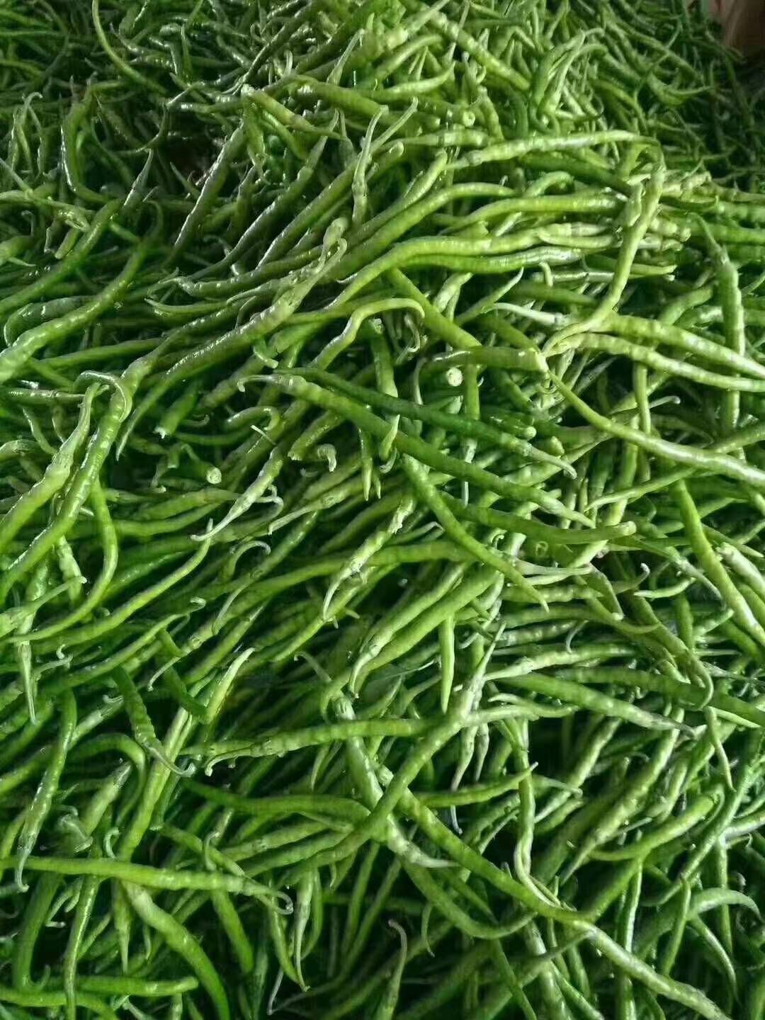 二荆条辣椒 二荆条线椒