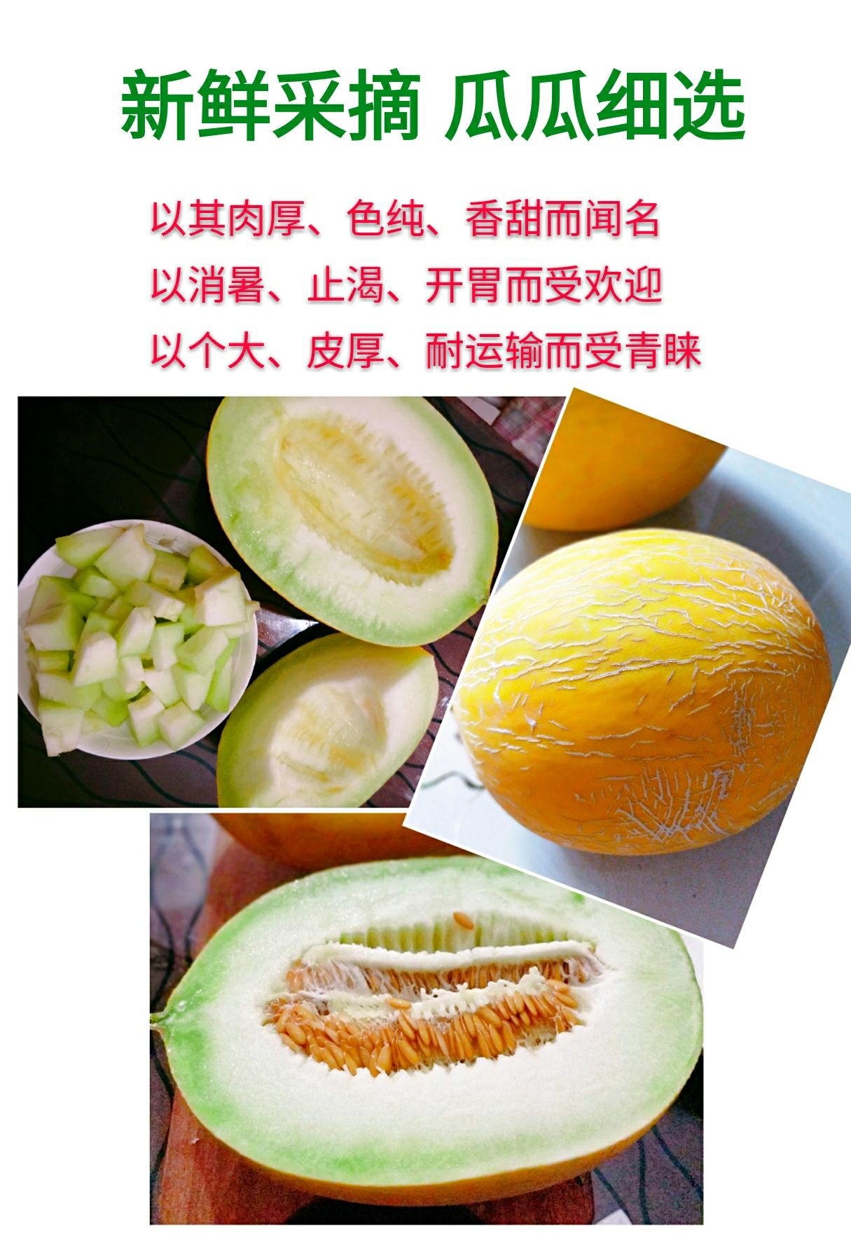中华老字号 黄河蜜瓜