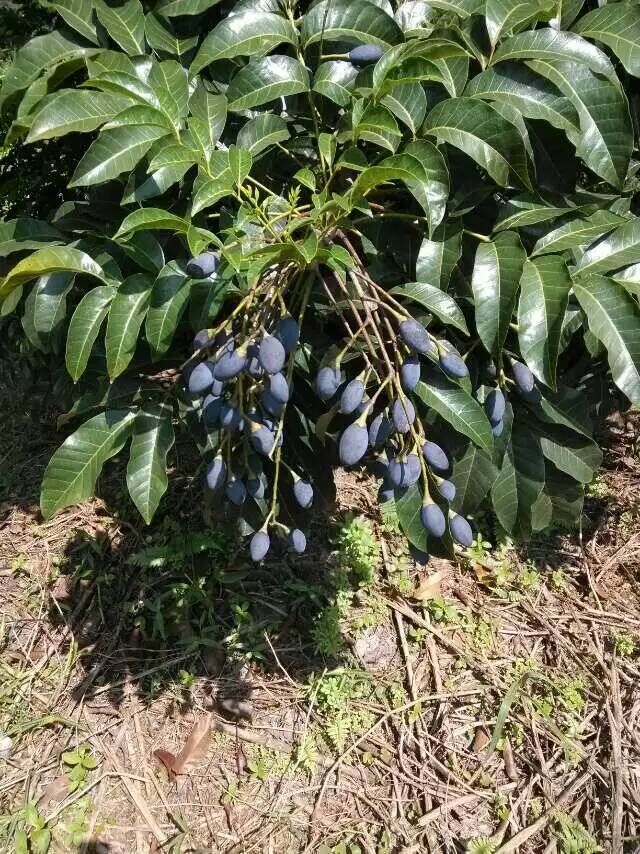 黑橄榄苗南宁果苗基地供应黑榄苗乌榄苗