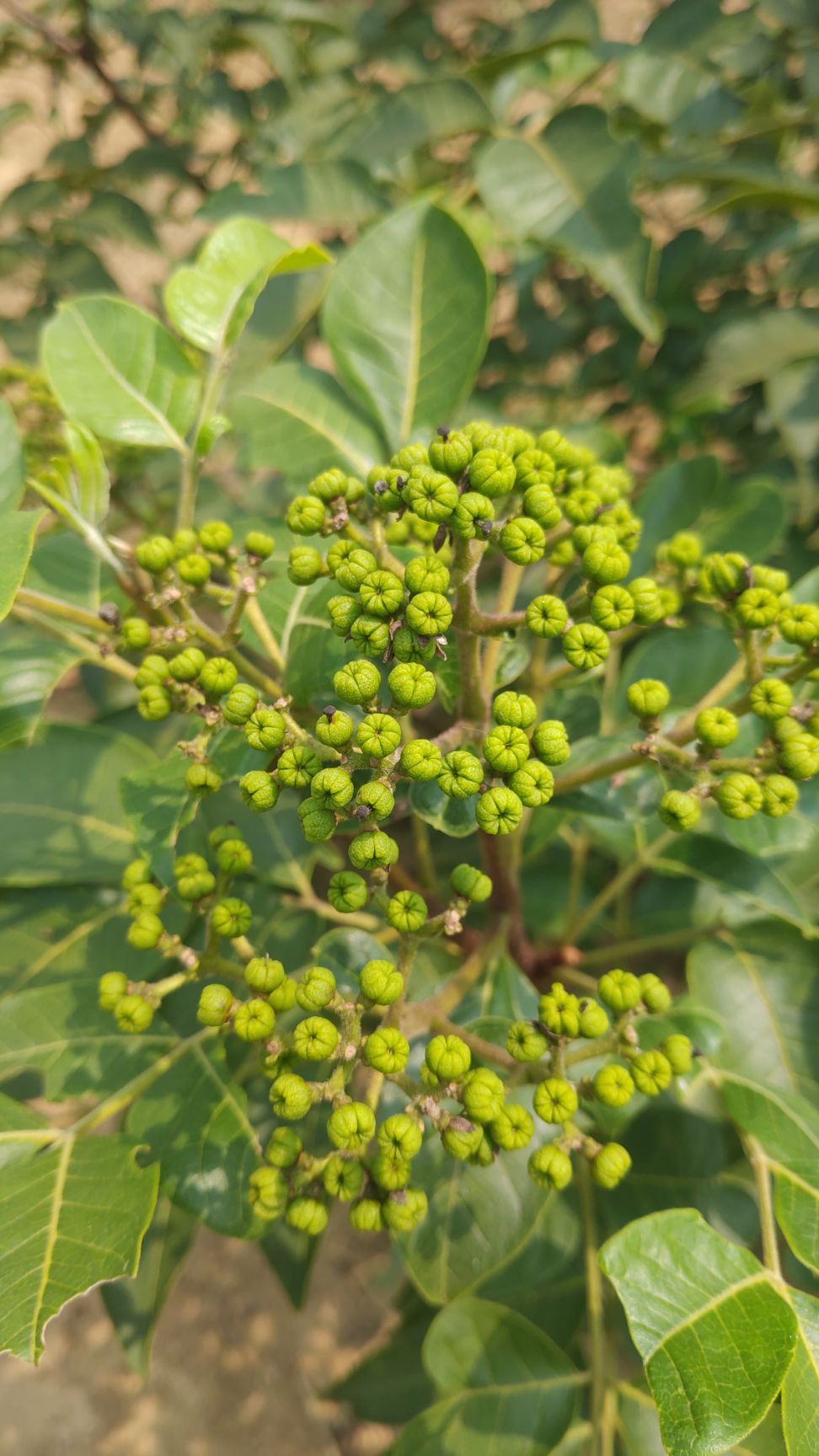 吴茱萸 