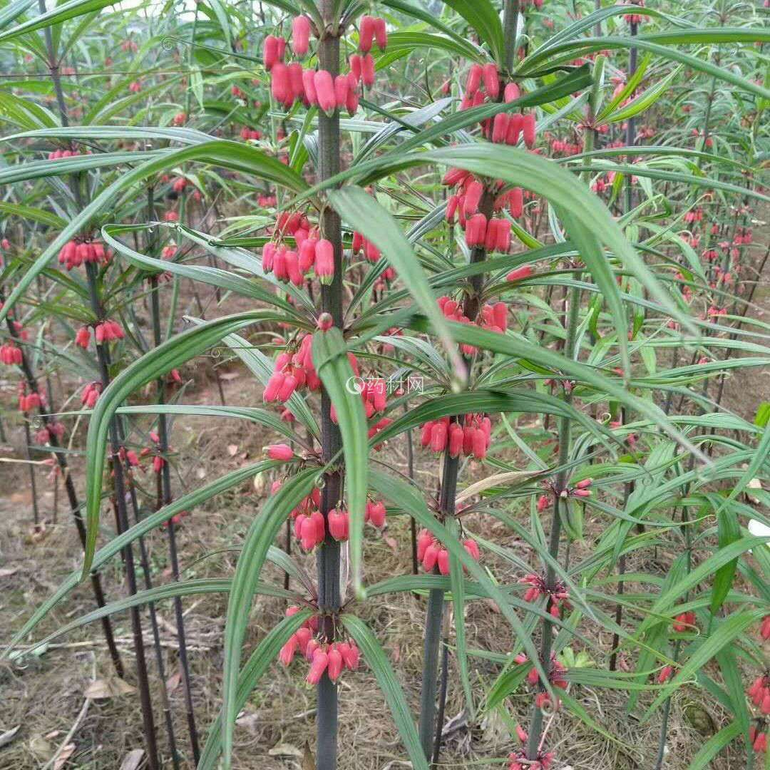 红花滇黄精种子 发芽率90%以上 免费提供种植技术