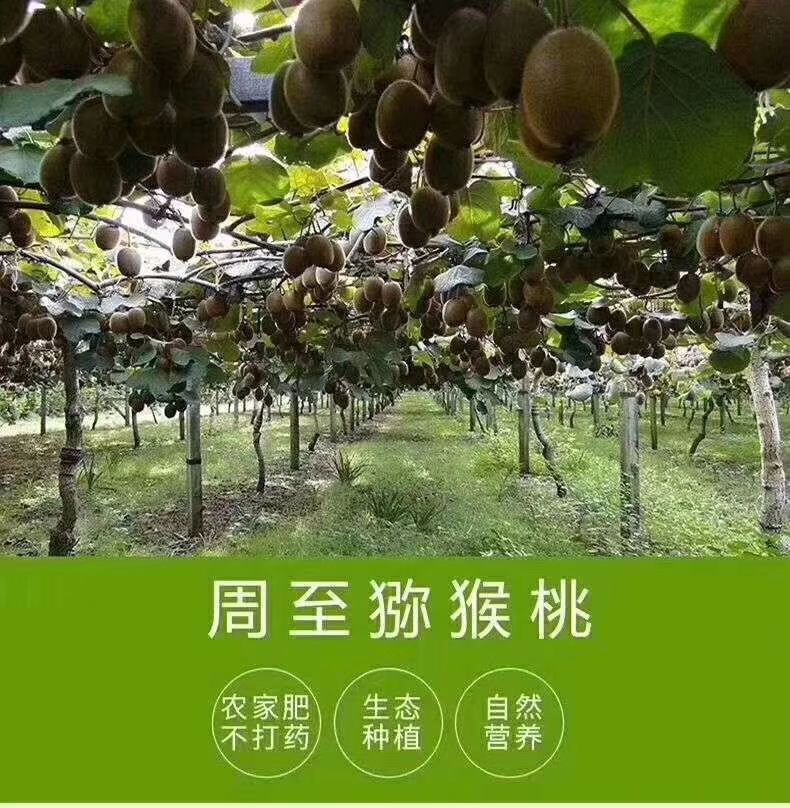 陕西西安周至县翠香猕猴桃 纯天然无公害