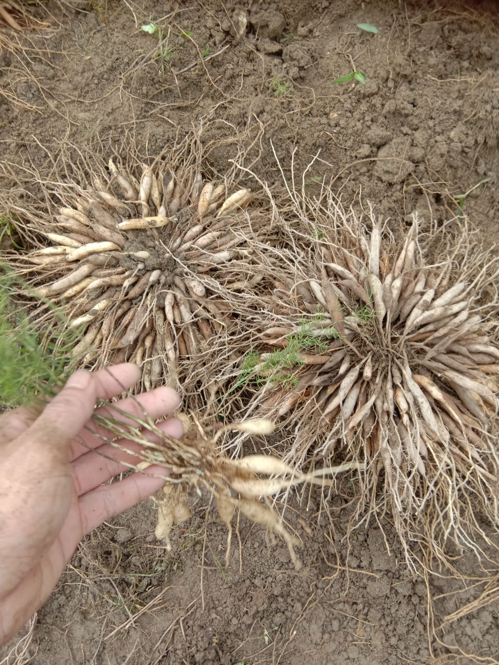 自家种植良种天门冬