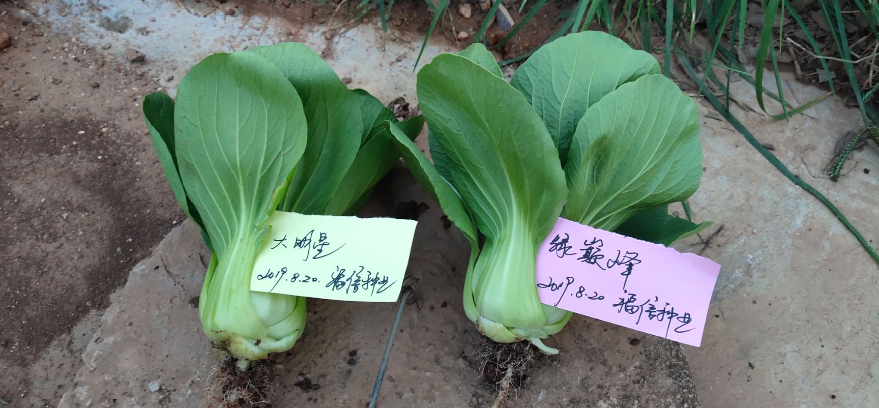 上海青籽种,首选绿巅峰欢迎大家联系