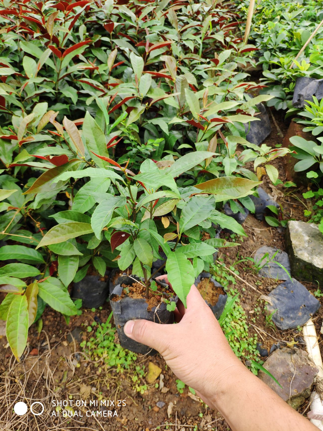 红背桂盆栽 红背桂 天竺桂 红叶桂花 色块植物易成活多种地皮植物