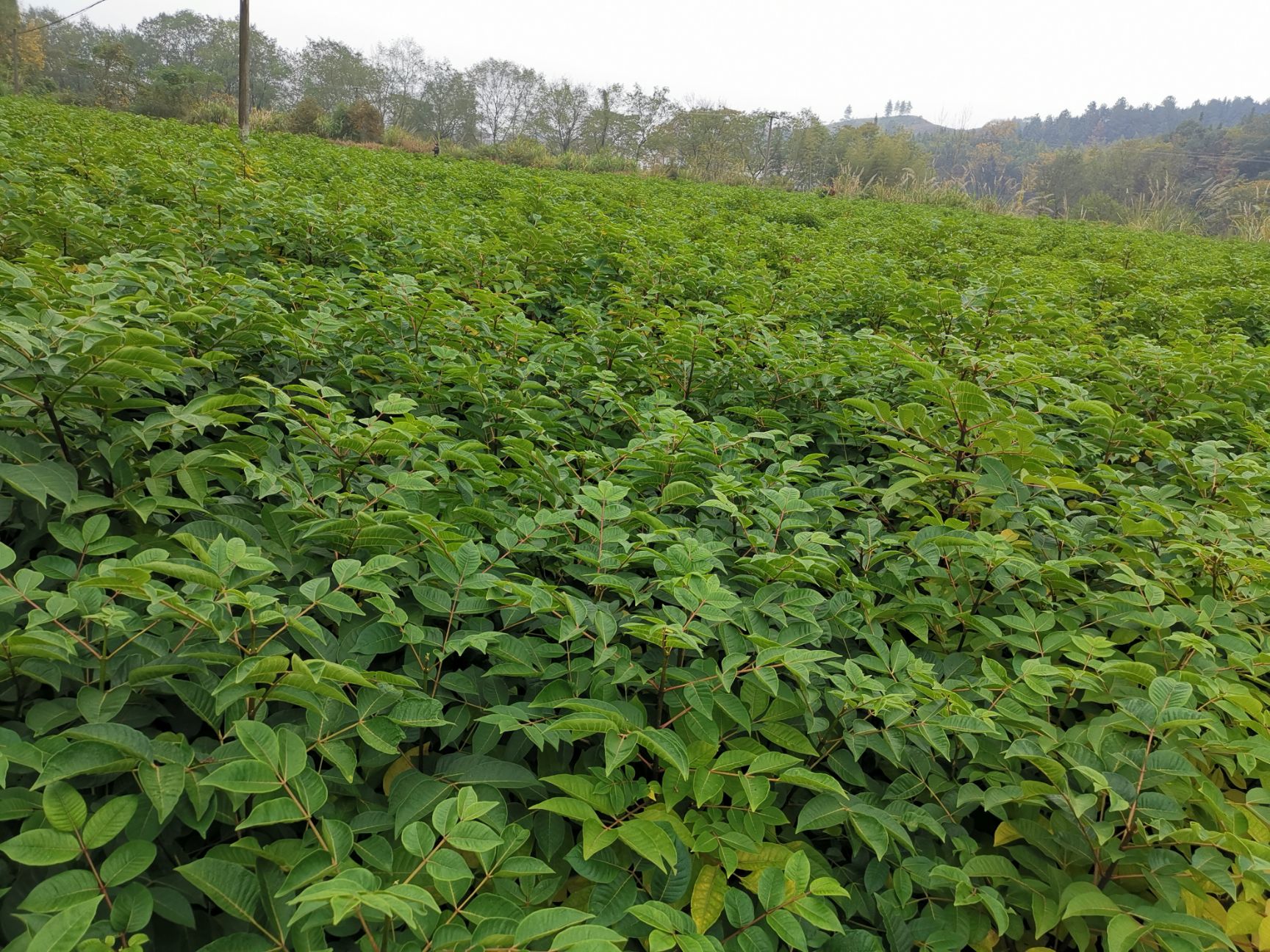 江西樟树中花吴茱萸苗