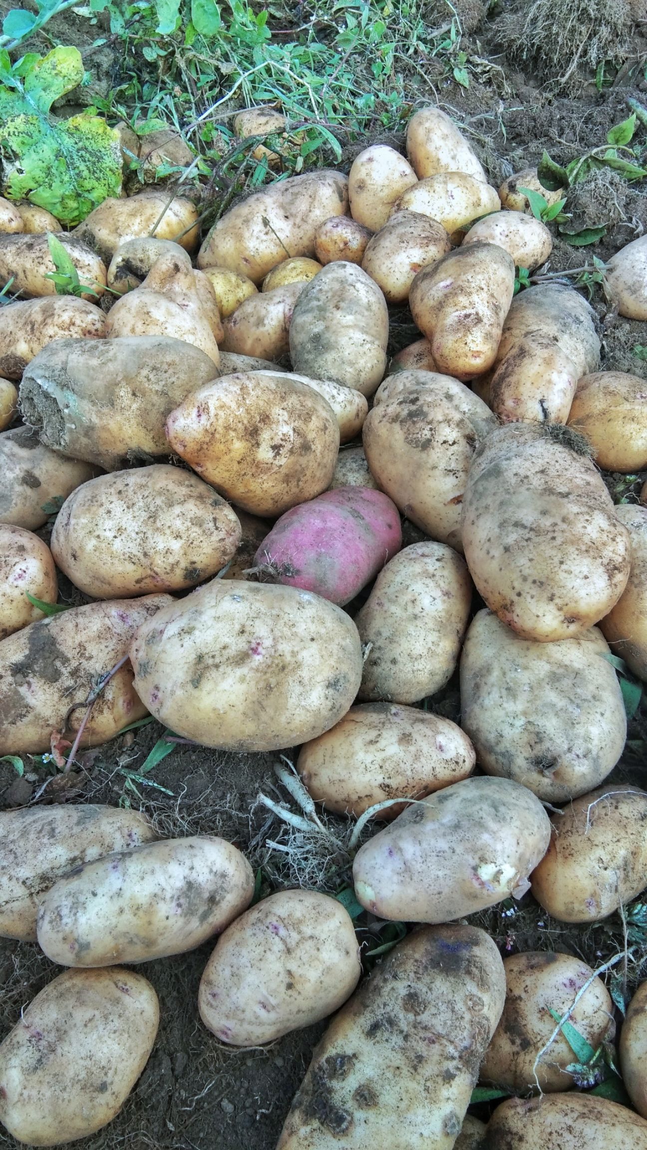 贵州威宁土豆梁山土豆威宁洋芋量大从优