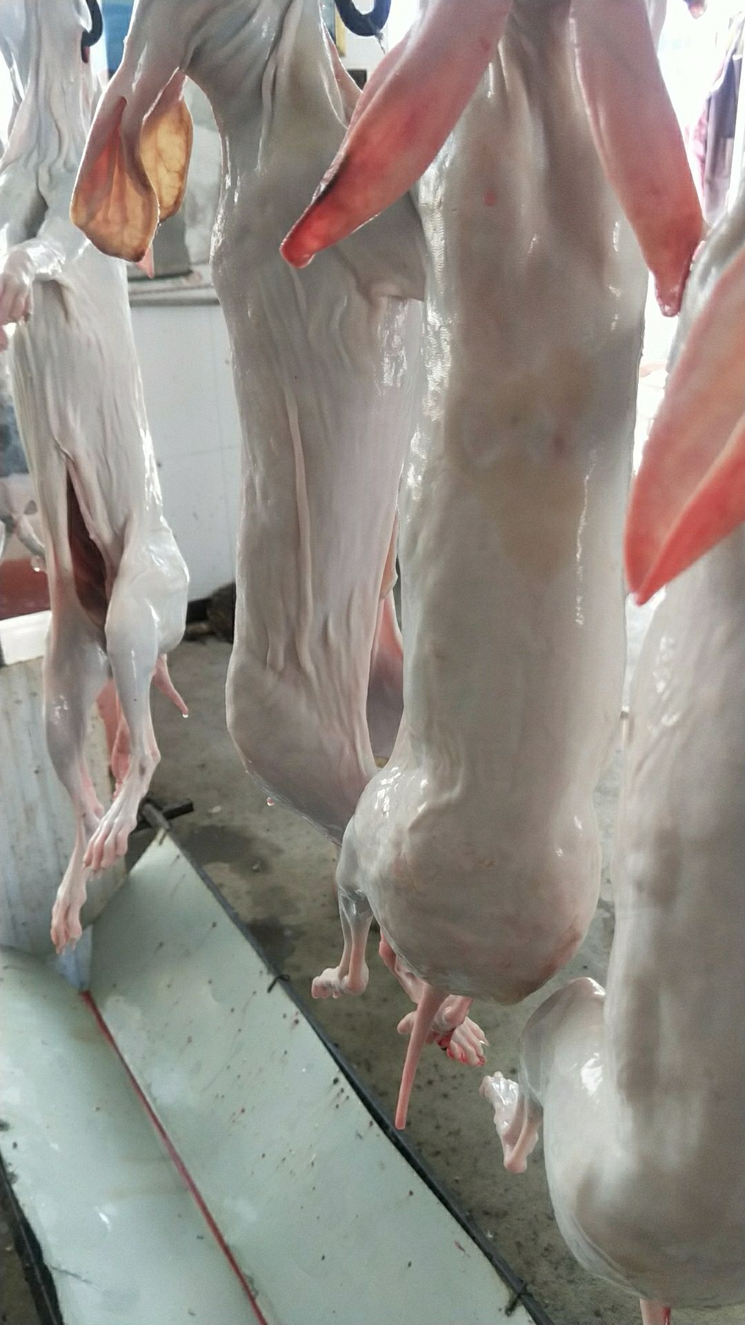 兔肉类 简加工