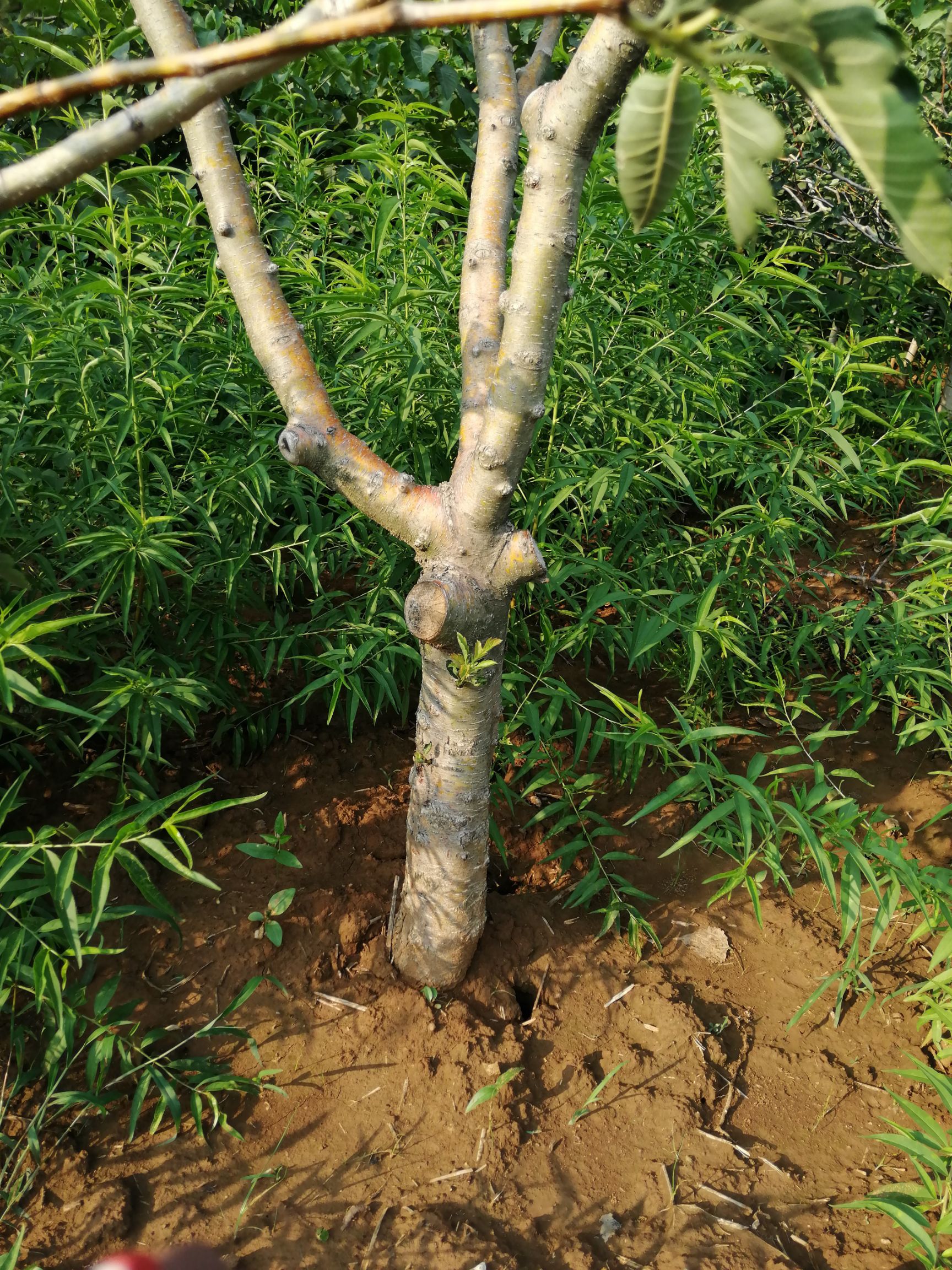 大五棱山楂苗 大小山楂树,杏树,柿子树,苹果树,桃树,板栗树,等各和