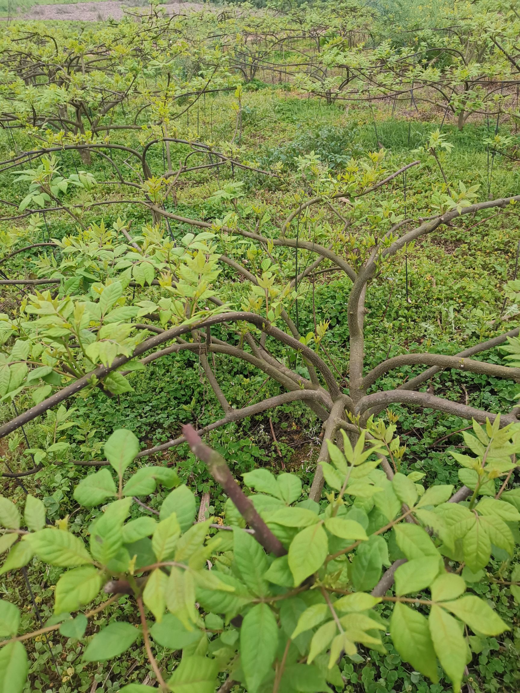 江西樟树中花吴茱萸苗