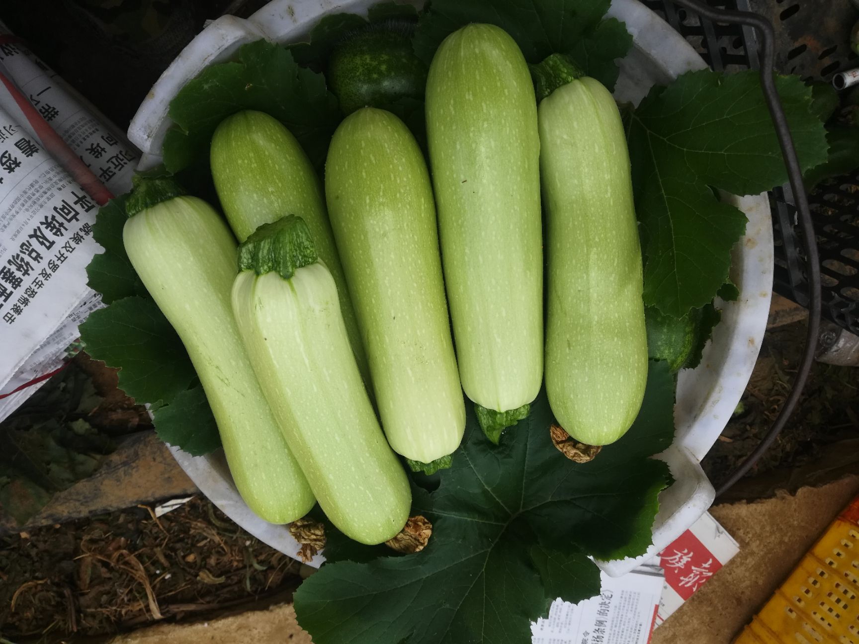 短毛节瓜,西葫芦