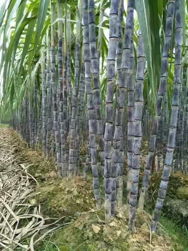 河南商丘梁园区黑皮甘蔗苗 脱毒甘蔗种苗,南非一号