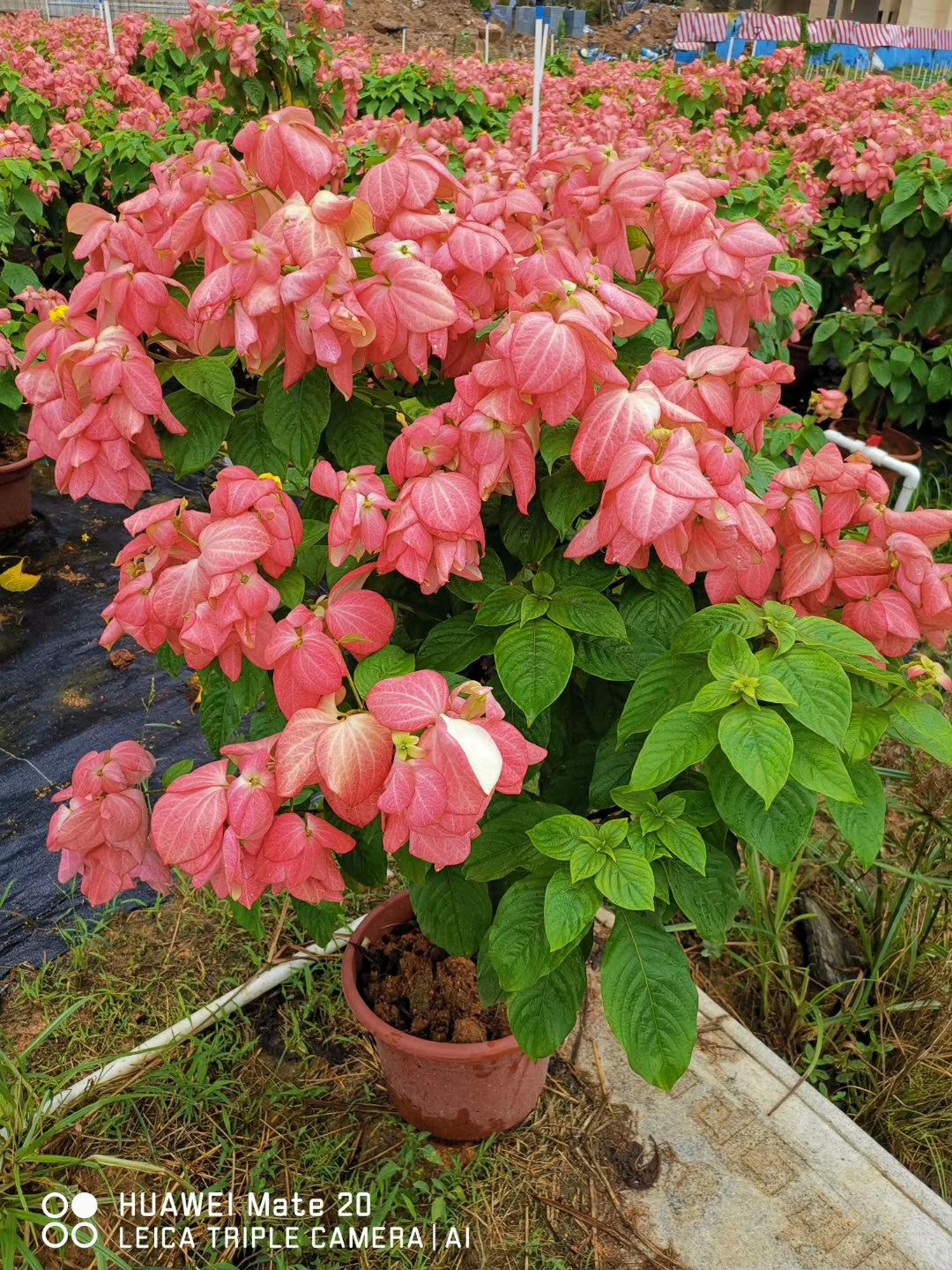 广东中山中山市粉扇月季 903供应 粉叶金花 小苗 筛苗 10-25cm高袋苗