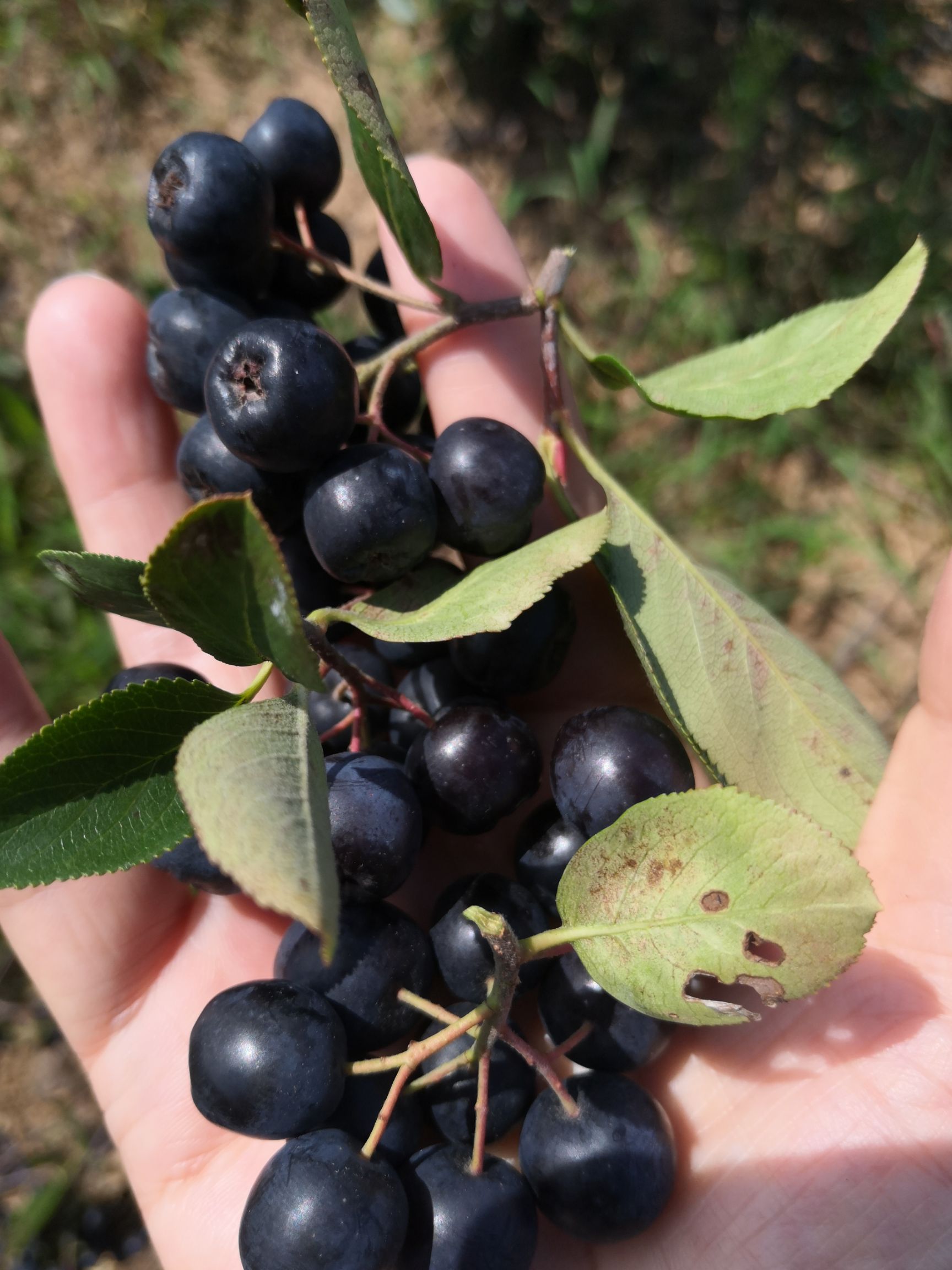 花楸,黑果腺类花楸,不老莓,*樱莓