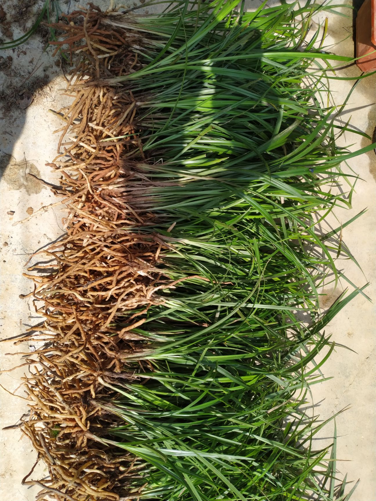 [下山兰批发] 兰花 下山兰价格1元\/棵 100棵起批