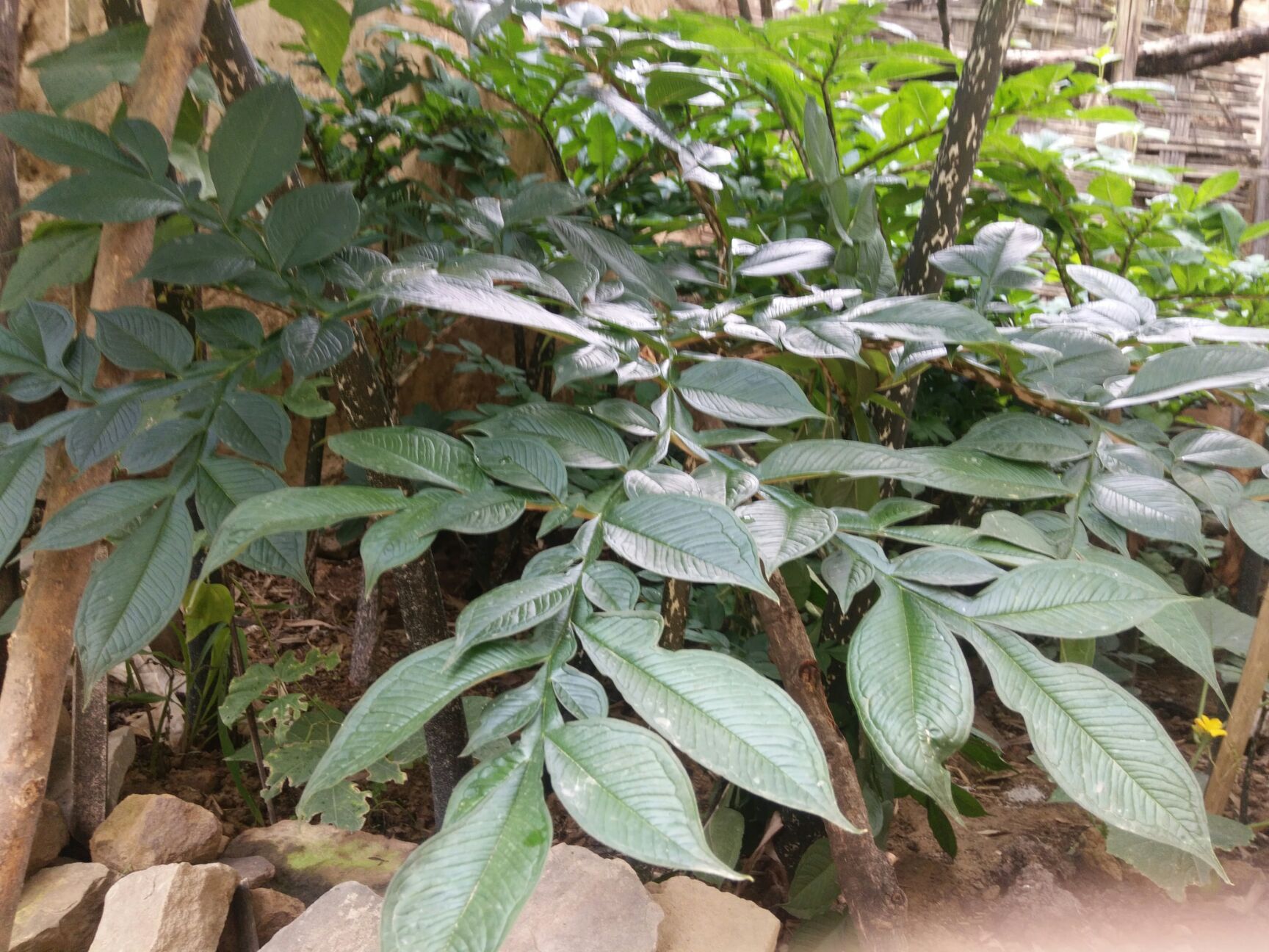 魔芋种
