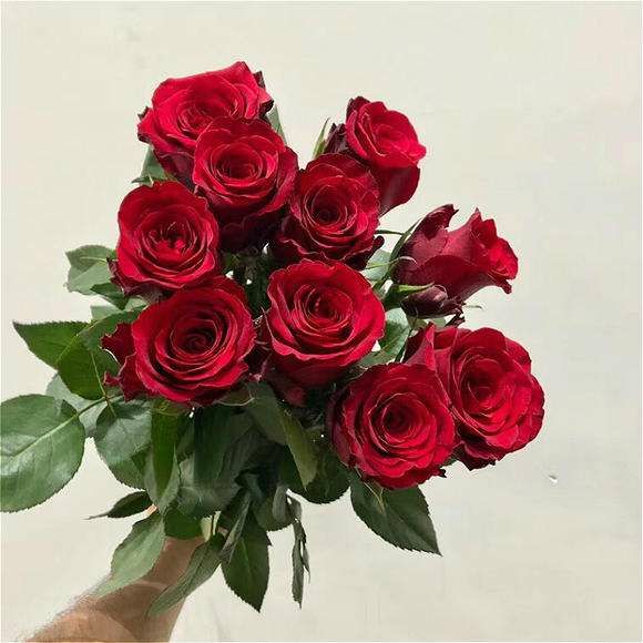 玫瑰苗 代表浪漫爱情的红玫瑰卡罗拉 小苗批发零售