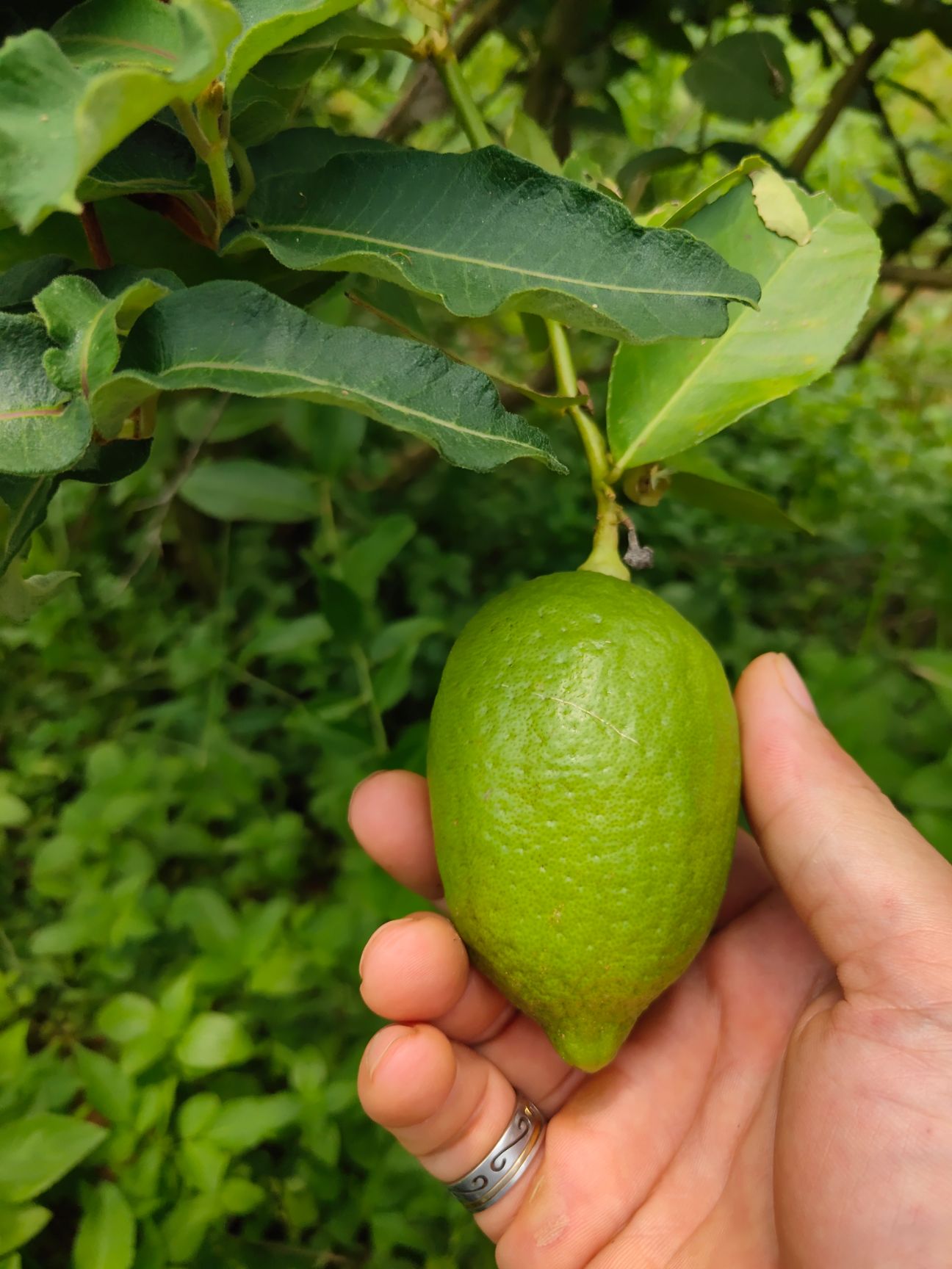 品种名:台湾香水柠檬 单颗重:2.7   3.