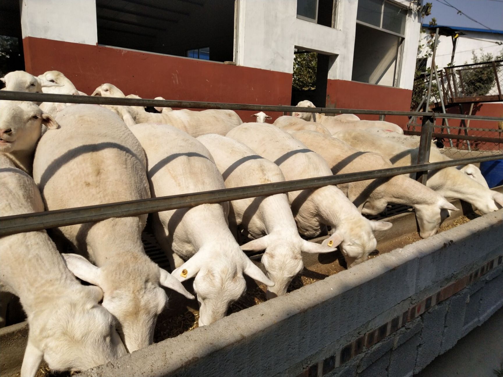 纯种杜泊绵羊价格,黑头杜泊绵羊多少钱一只,杜泊羊养殖场直销
