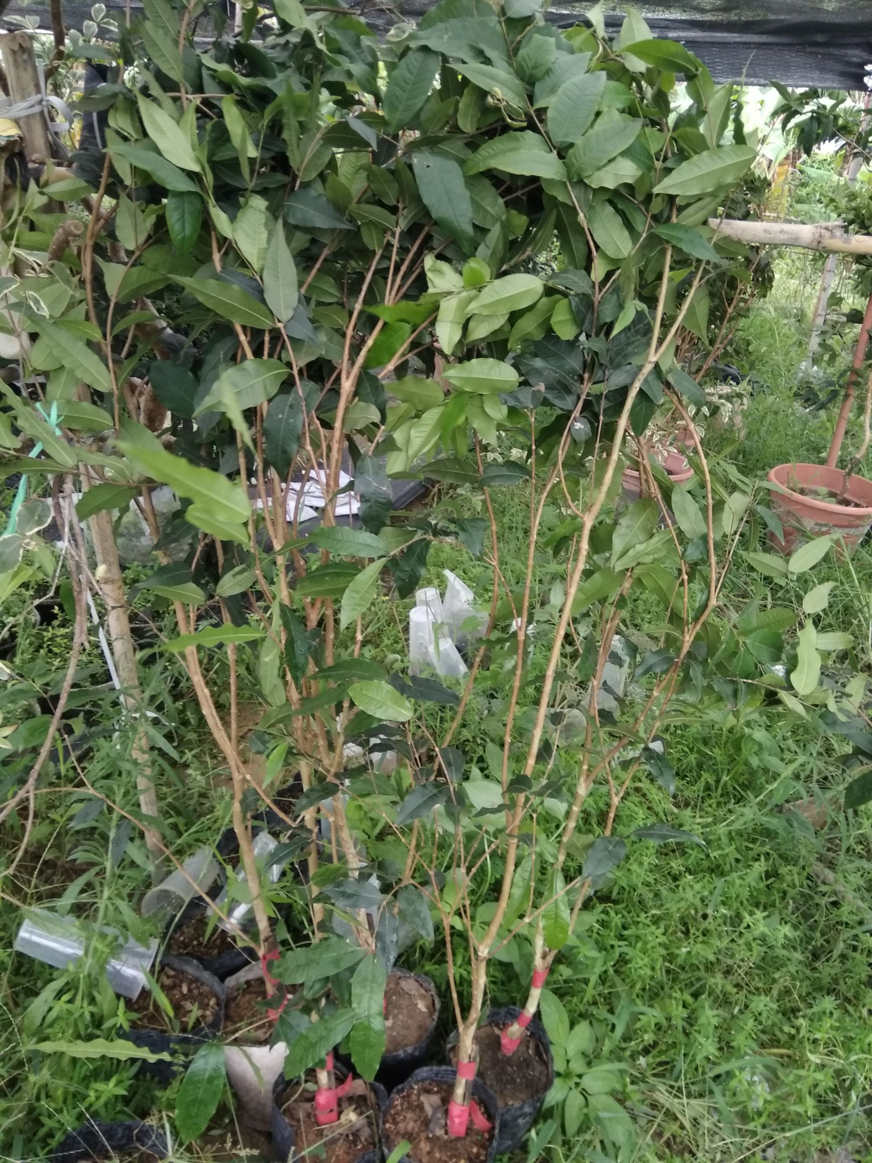 嘉宝果,大巨红水晶,四季嘉宝果,树葡萄
