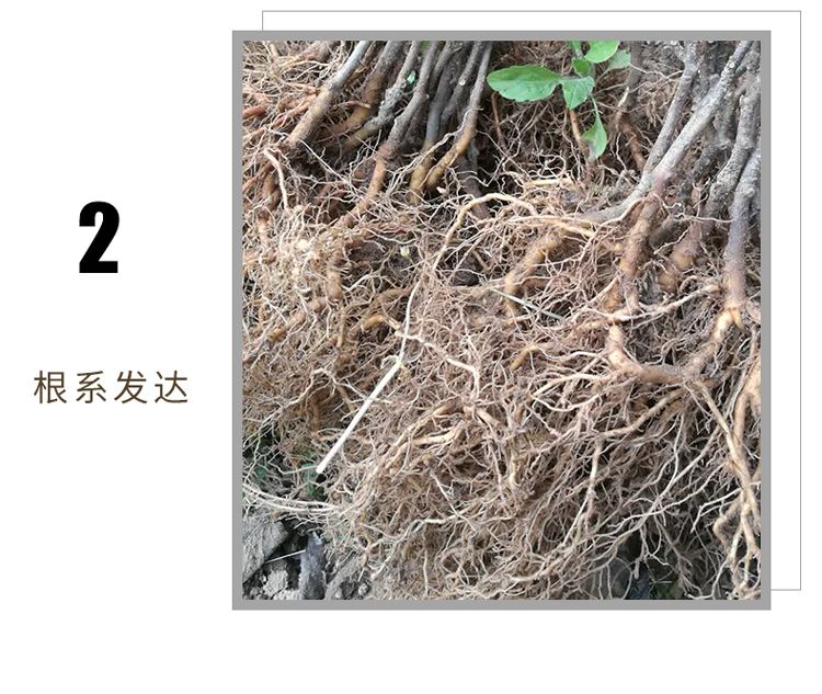 优质猕猴桃实生苗根系发达现挖现发品质保证