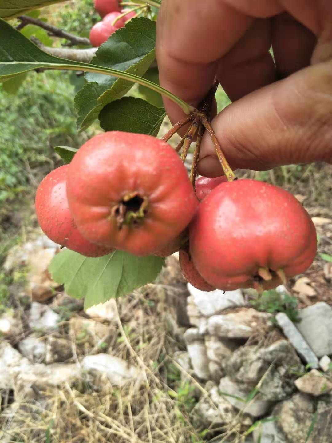 大棉球山楂